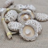 Dried Mushroom, White Flower Mushroom Shiitake Mushroom