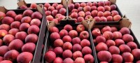 Pommes 22 Tonnes / Pologne