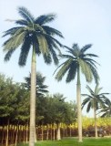 Preserved Washignton Palm