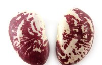 Phaseolus Coccineus/Runner Bean