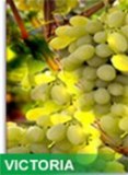 Vigne de table blanche variété VICTORIA structure de 20 Ha