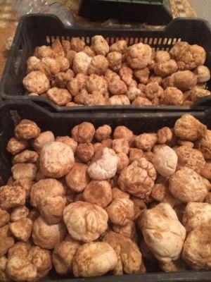 VENDRE TRUFFES