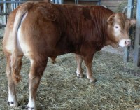 Importation jeune bovine Limousin