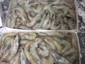 Calamar pulpo choco pota crevette gris