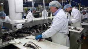 Cherche un partenaire sérieux pour la création d'une unité industrielle pour le poisson
