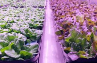 Vertical Farming & LED Grow Lights