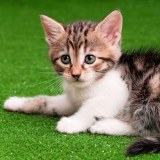 Pet Artificial Grass For Cats