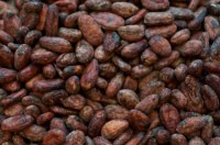 Fèves de cacao à vendre
