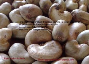 Noix d’acajou non traité et traité stocké dans de bonnes conditions.