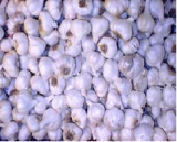 Salades et plantes aromatiques