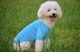 Collarless Polo Pet Clothes:AR-092