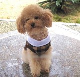 Grid Dog Clothes:AR-099