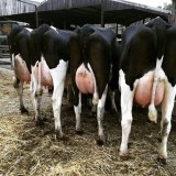 Holstein export