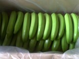 Fresh Cavendish Bananas