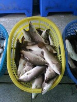 Frozen Barramundi Whole Round
