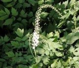 Black Cohosh Extract