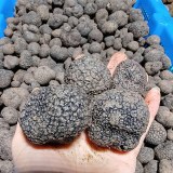 Champignons truffes en vrac de qualité supérieure à vendre