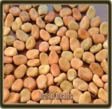 Broad Beans