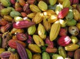 Fèves de cacao biologique