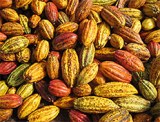 Vends cacao de madagascar