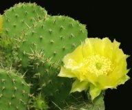 Cactus Extract