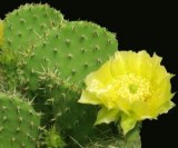 Cactus Extract