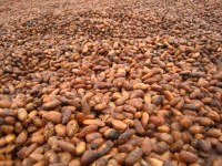 Cacao sec à vendre