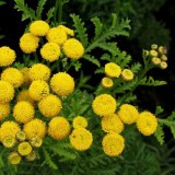 Huile essentielle de camomille bleue