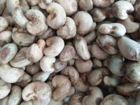 2017/2018 Saison de noix de cajou brutes de qualité à vendre
