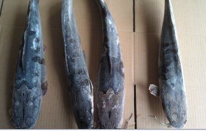 Frozen Catfish Whole Round