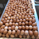 Oeufs de table frais (œufs de poulet à coquille brune et blanche)