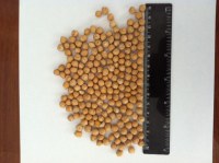 Pois chiche calibre 7 -9 mm Algerie import