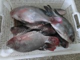 Supply black tilapia(jessielu725@hotmail.com)