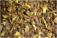 Coque de noix de palme