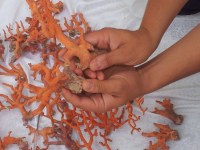 Corail rouge calibre entre 5 à 30 mm