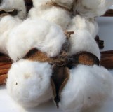Coton naturel brut à vendre