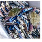 Frozen crab blue swimming crab