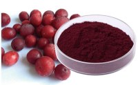 Cranberry Extract 25% Proanthocyanidins