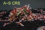 A~S Crystal Red Shrimp