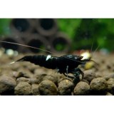 Black King Kong Stripe