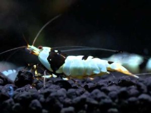 Black Taiwan Bee No Entry