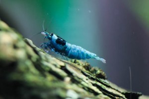 Black King Kong Blueness Mosura