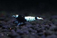 PINTO Full Black Mosura