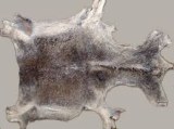 Dry and wet salted donkey hides