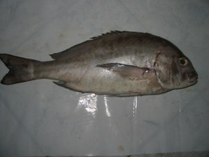Poissons d'Afrique