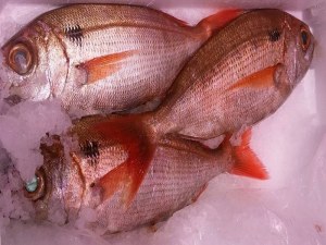 Vente de poisson frais du Senegal
