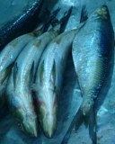 POISSON FRAIS ET CONGELES