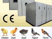 Which Breed Of Chicken Should I Choose For Egg Laying