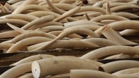 Défense d'éléphant d'Afrique (ivoire) à vendre