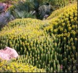 Euphorbe honey from morocco